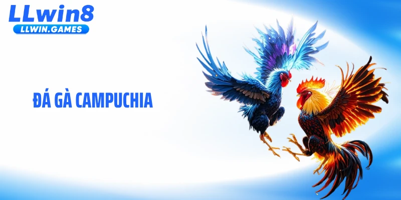 Đá Gà Campuchia Gây Sốt Với Nhịp Độ Trận Đấu Kịch Tính