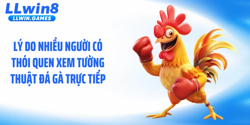 Lý do nhiều người có thói quen xem tường thuật đá gà trực tiếp