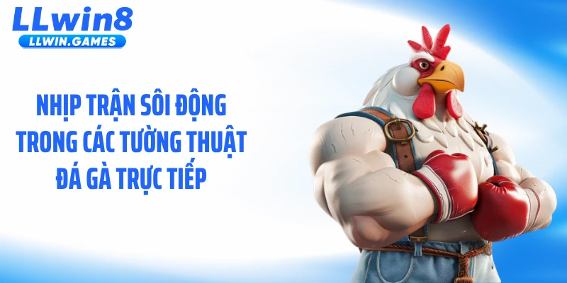 Nhịp trận sôi động trong các tường thuật đá gà trực tiếp