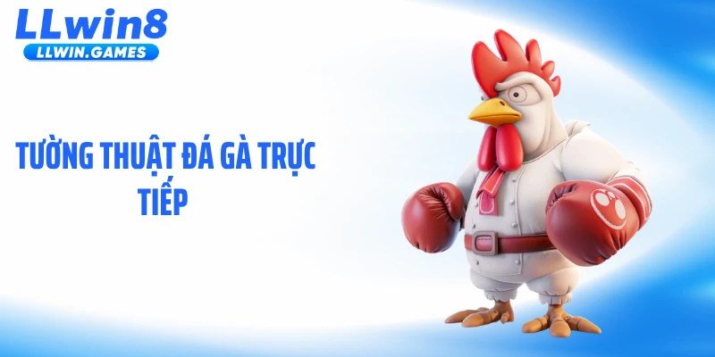 Tường Thuật Đá Gà Trực Tiếp: Diễn Biến Nghẹt Thở Từng Giây